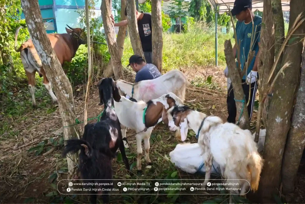 الله اكبر ولله الحمد Qurban di Pondok Darul Hijrah Cindai Alus Martapura Kalsel