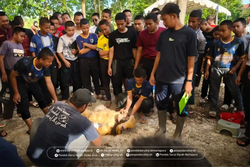 الله اكبر ولله الحمد Prosesi penyembelihan hewan Qurban di Pondok Darul Hijrah Cindai Alus Martapura Kalsel