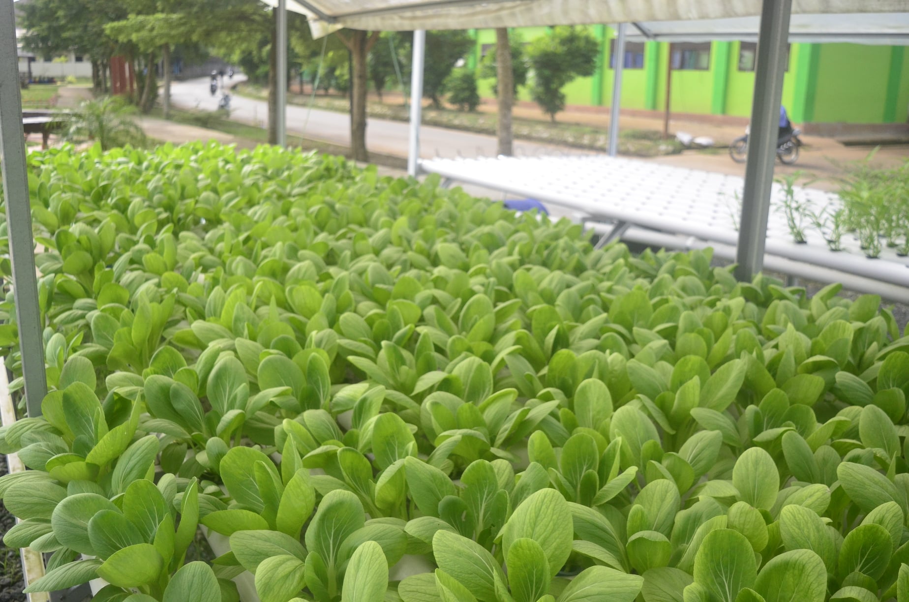 kemandirian pesantren bidang pertanian